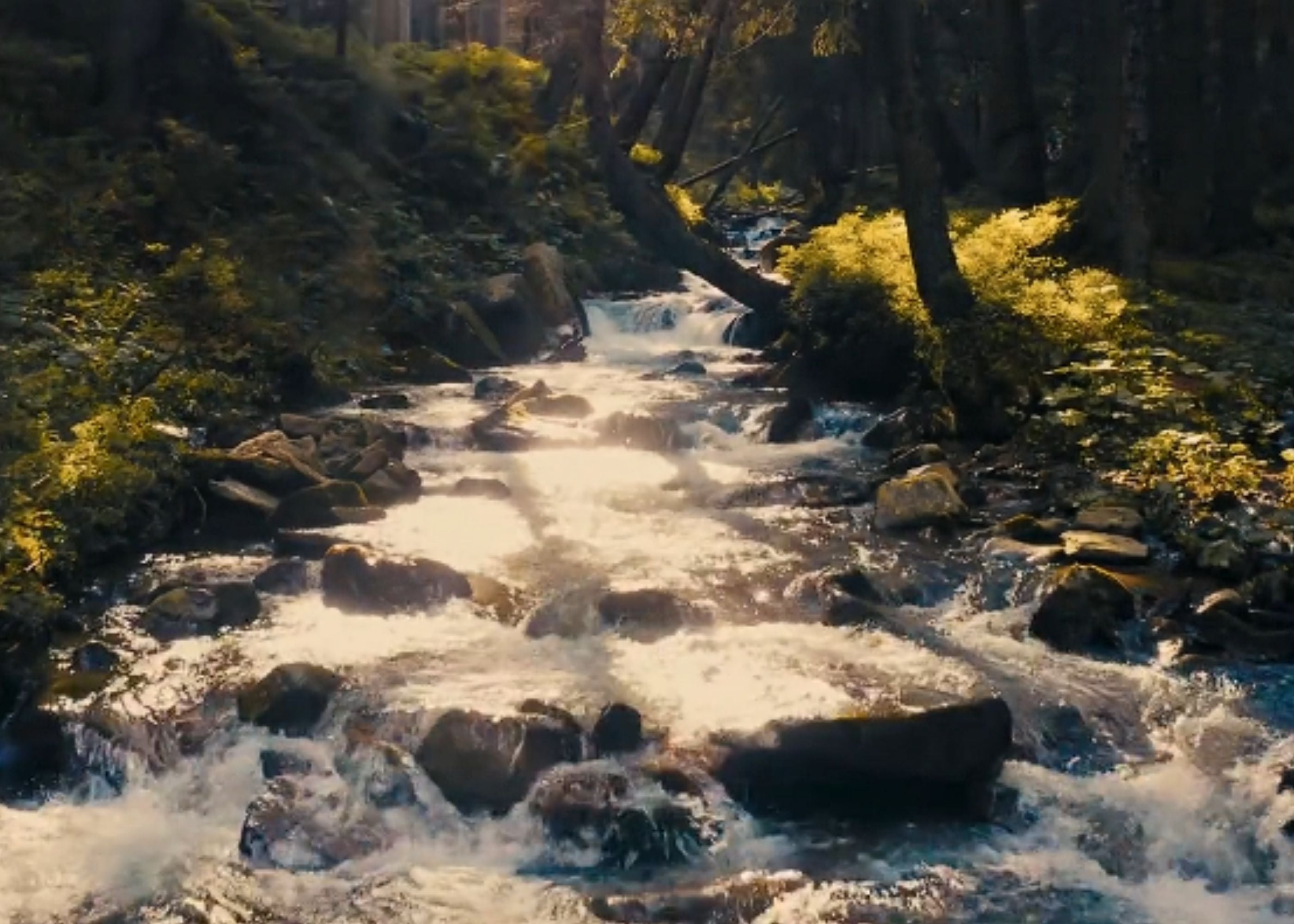 A sunlit forest stream flowing over rocks, with white water, dark tree trunks, and green foliage in a woodland setting.